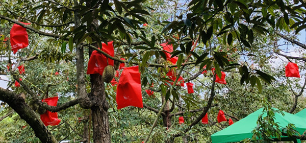 農業支援・海外交流